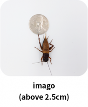 imago_insect_en