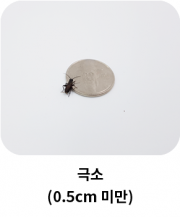 very_small_insect