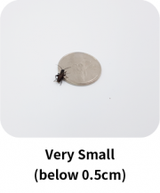 very_small_insect_en